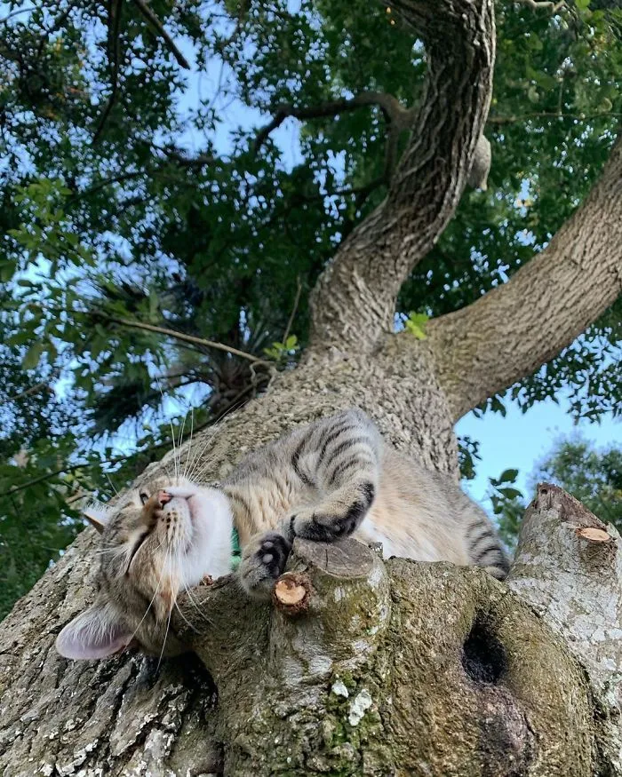 30 Cats Showing Off Their Skills At The Difficult Art Of Sleeping In Trees