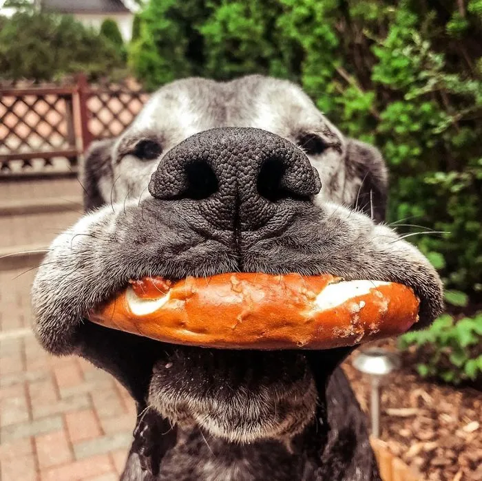 Eats Snack While Also Looking For Another Snack