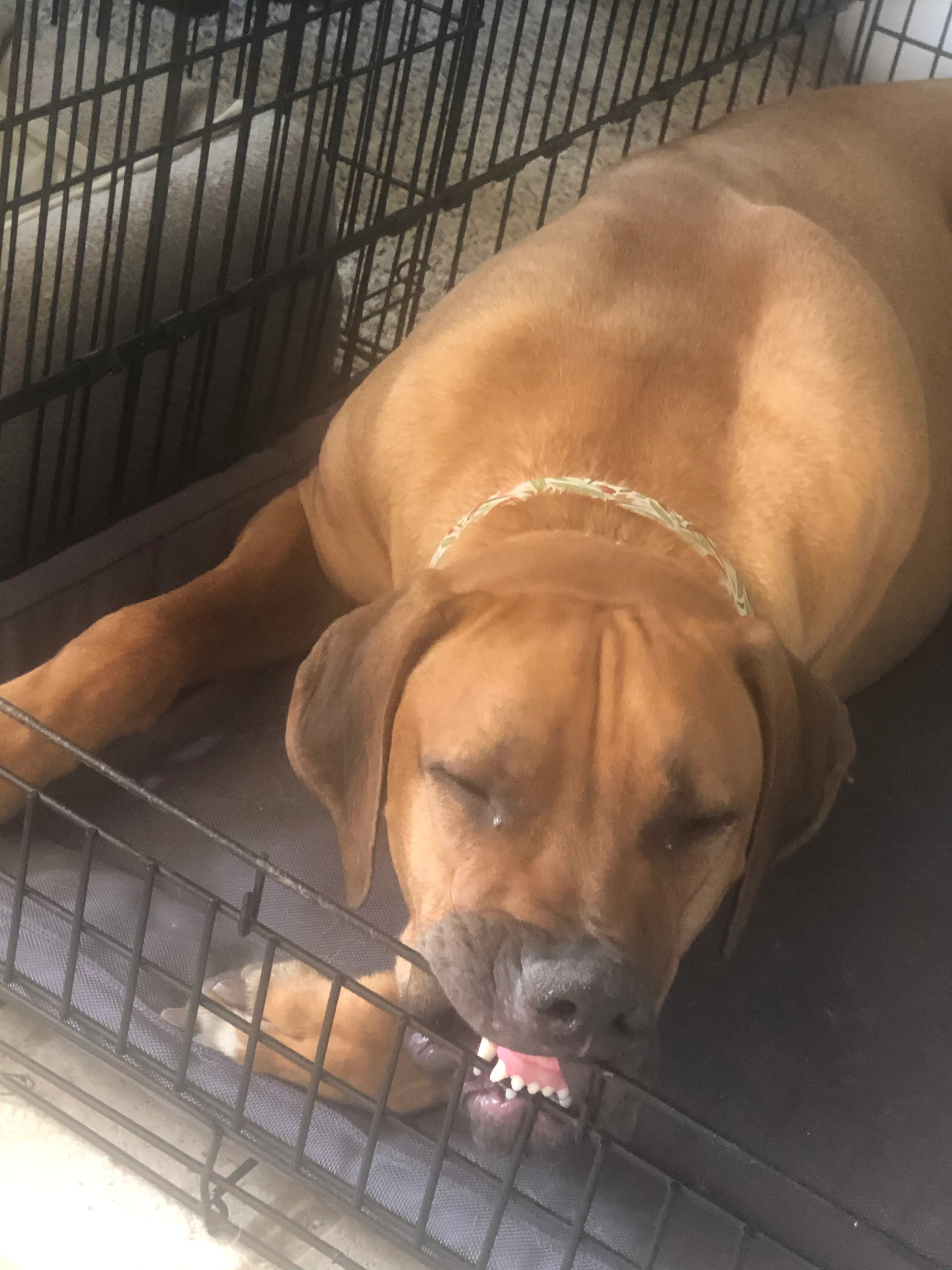 Derpy Dog