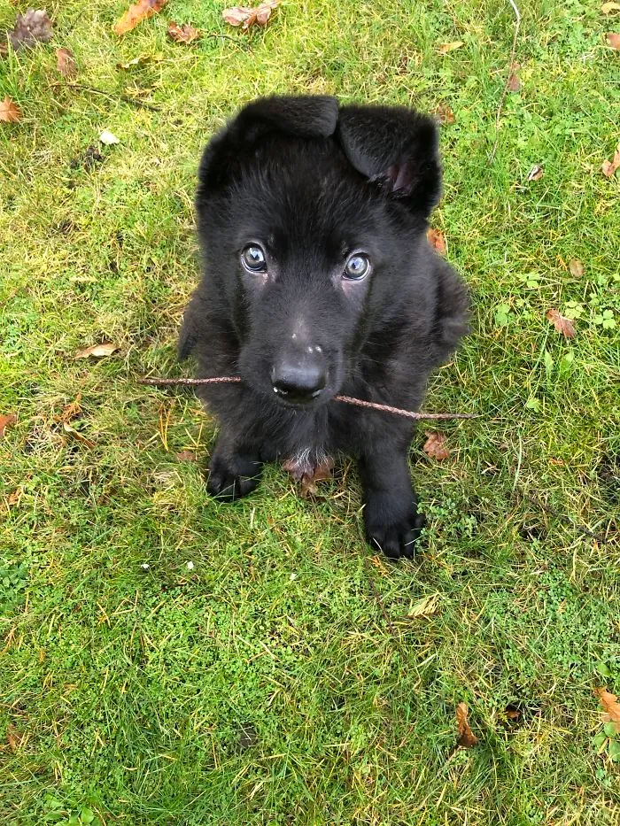 Fetch?