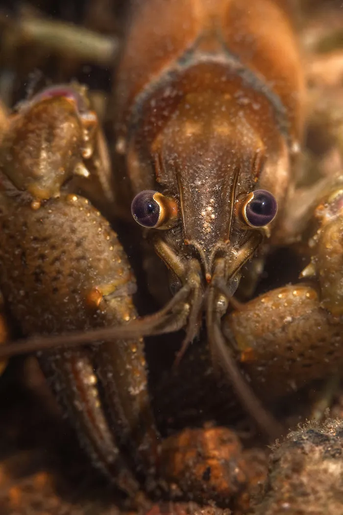 I Capture Crawdad Portraits In My Backyard