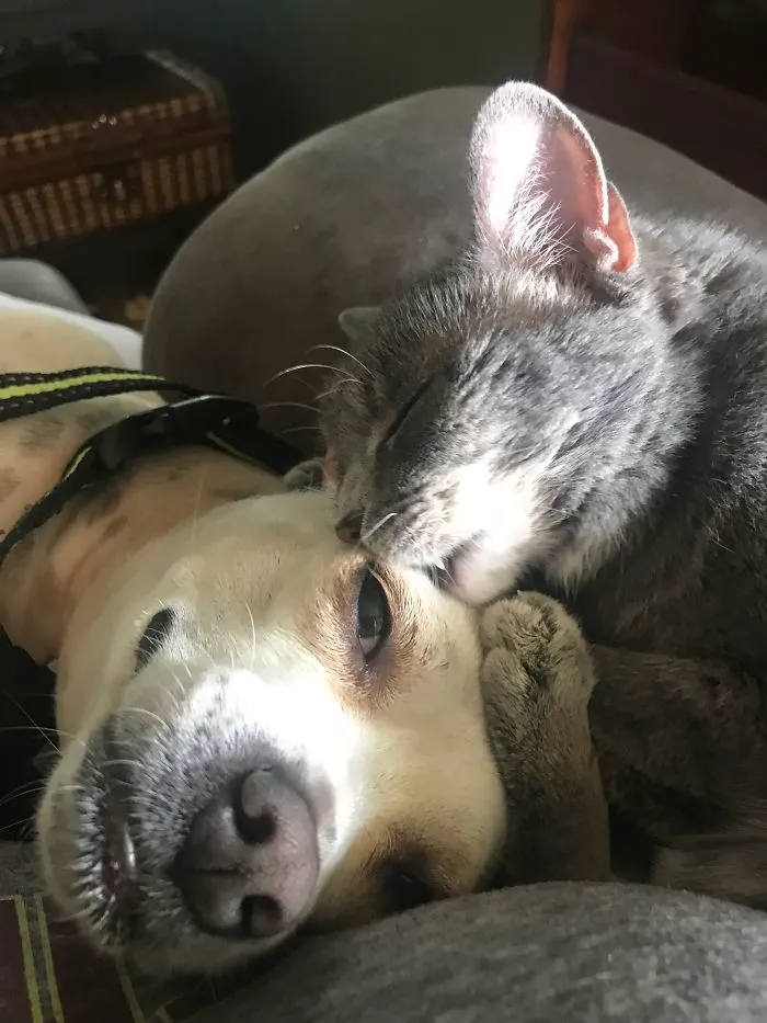 Sabrina The Patchwork Kitty And Bongo With Her Puppy Sister
