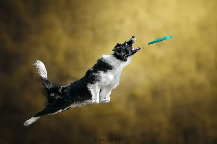 Rocketdog