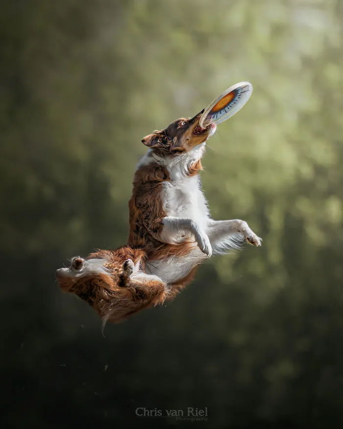 Swirl Twirl
