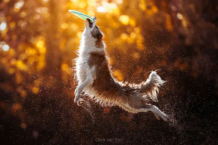 Land Dolphin