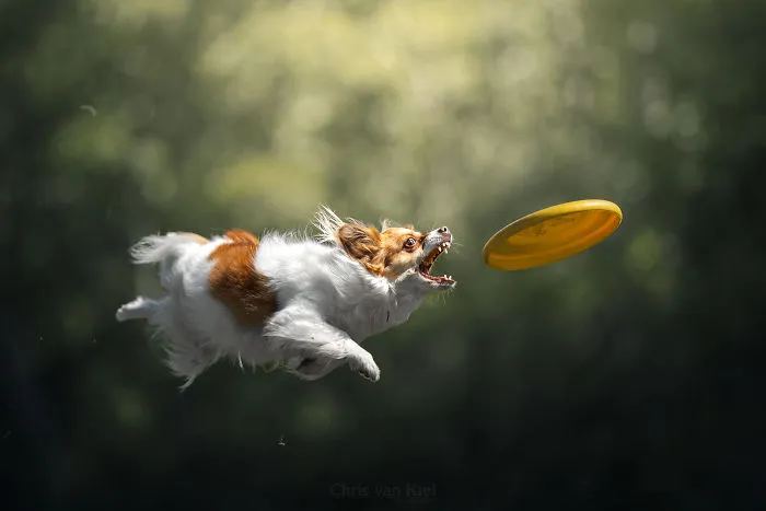 Hey Chihuahua, Smile For The Camera!