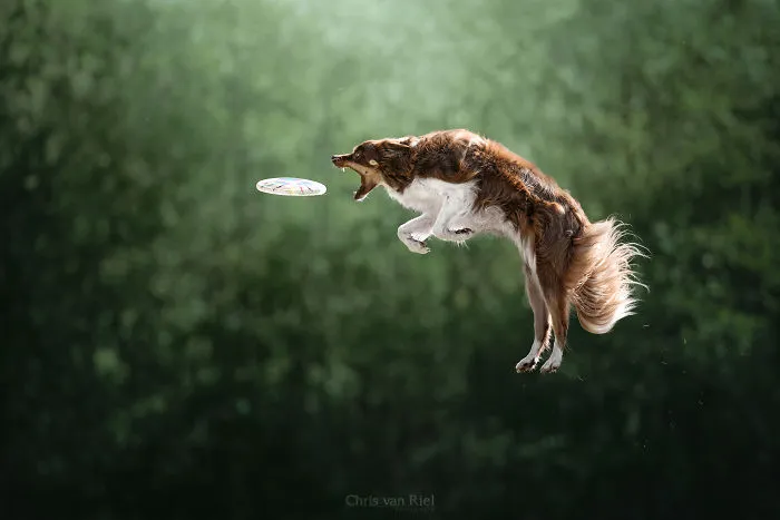 My First Ever Frisbee Shot!
