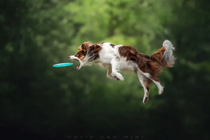 Ferocious Enthusiasm