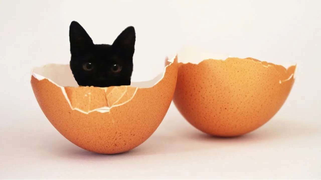 What Makes Cats Mysterious