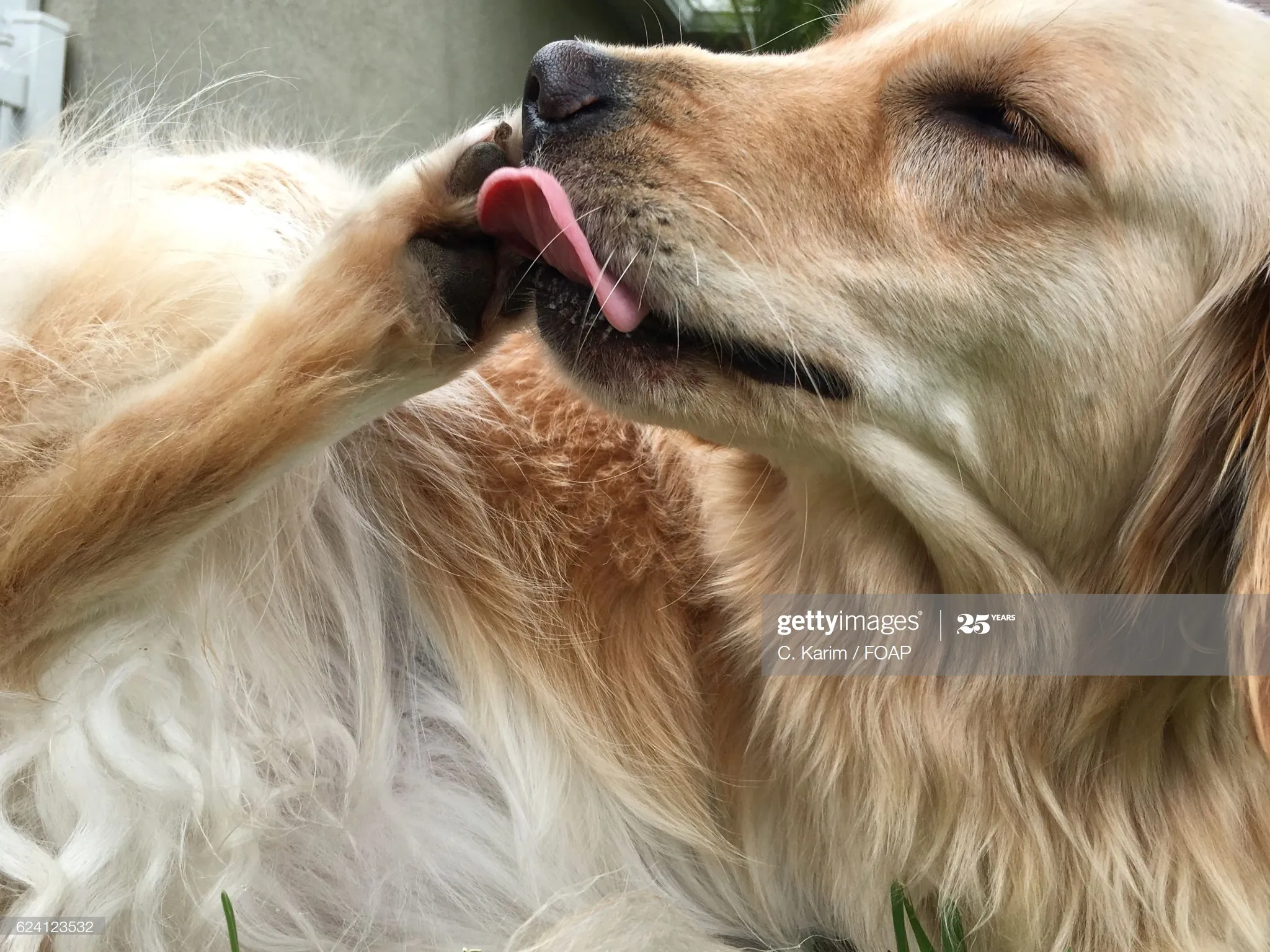 Dogs And Paw Licking