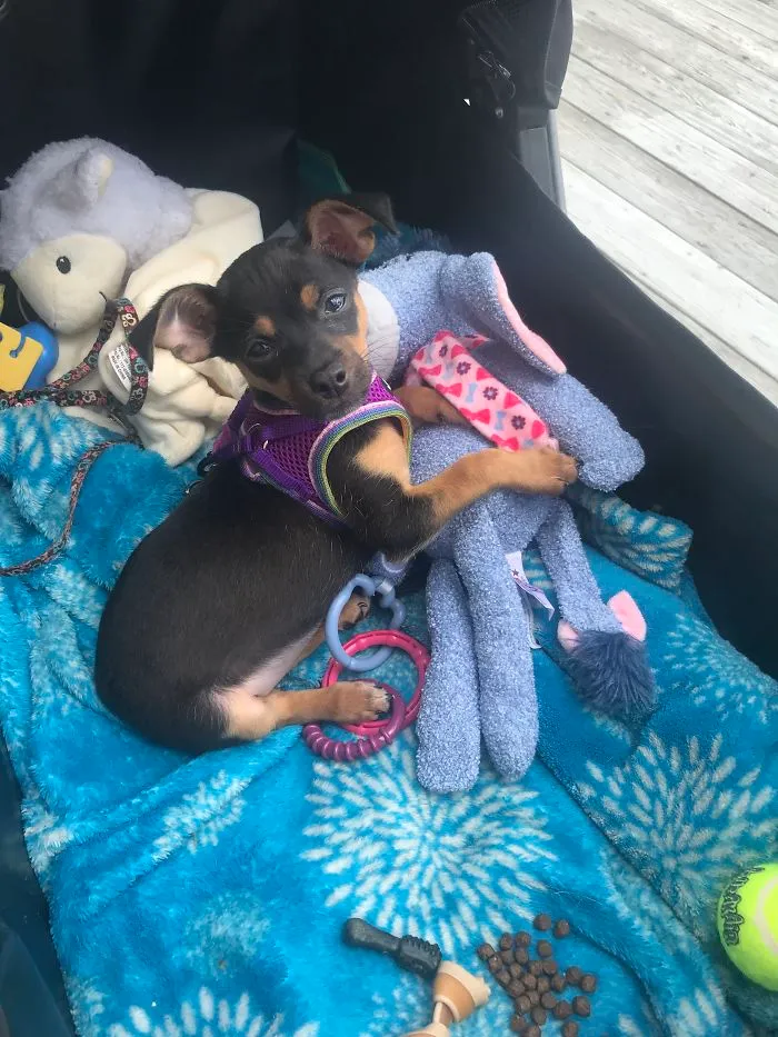 What You Lookin At?  Just A Pup In A Stroller With Her Toys.  Nothing To See Here!