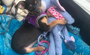 Hey Pandas, Share The Cutest Pic Of Your Dog (Ended)