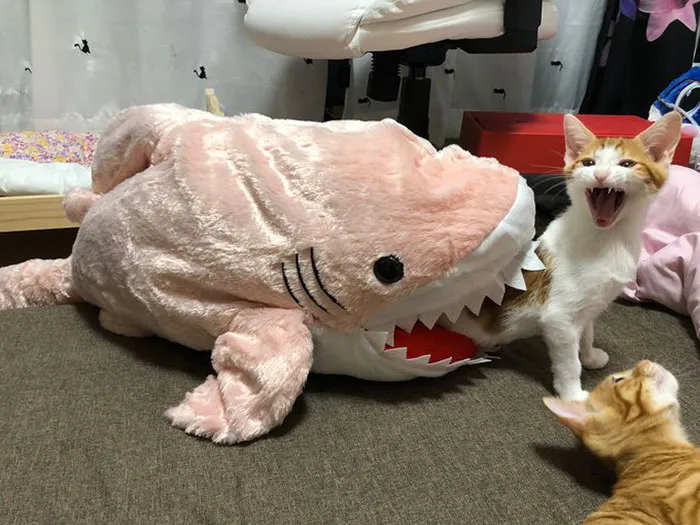 Shia Caught By A Shark