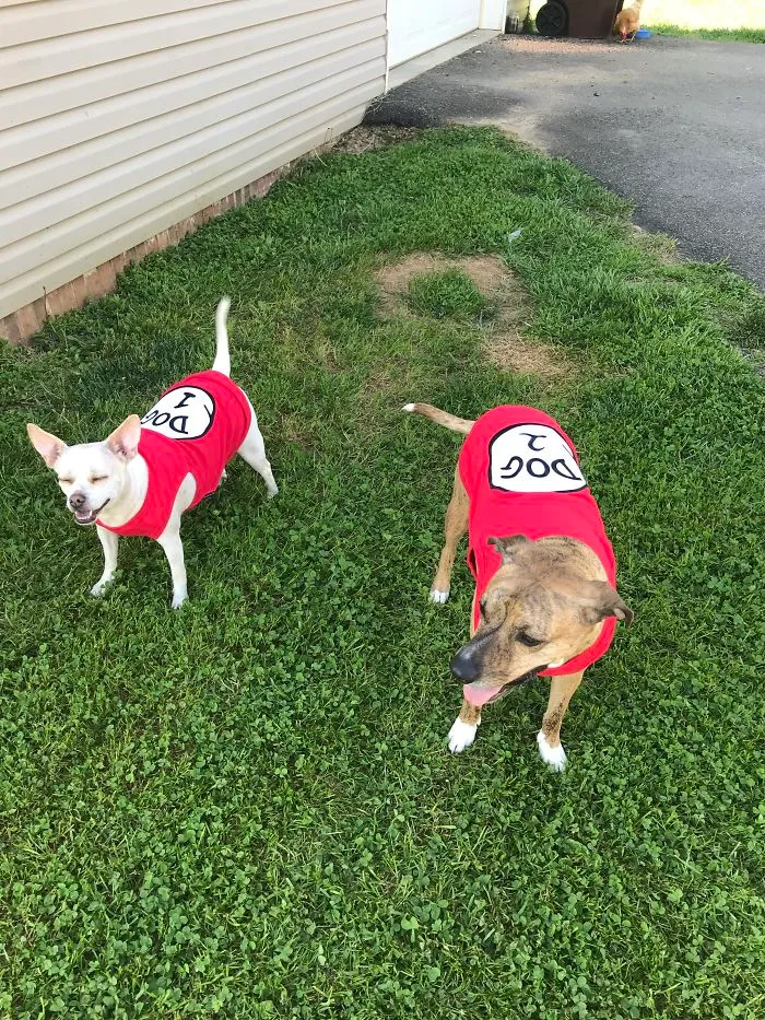 Dog 1 Tippy And Dog 2 Nestle
