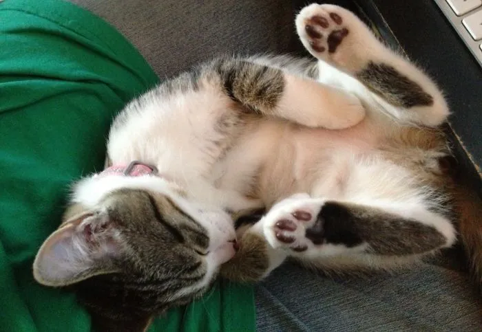 Toe Beans!