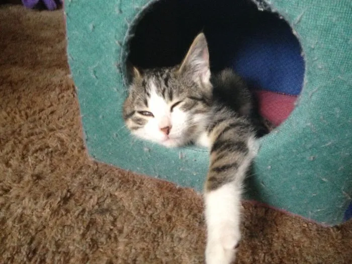 Frankie Is Tired!