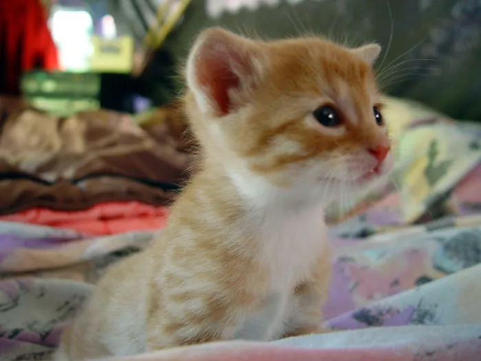 Another Cute Pic Of Ginga