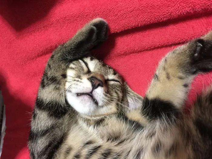 My Kitten Sleeps In Wild Way.