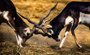 Two Bucks 'Lock Horns'
