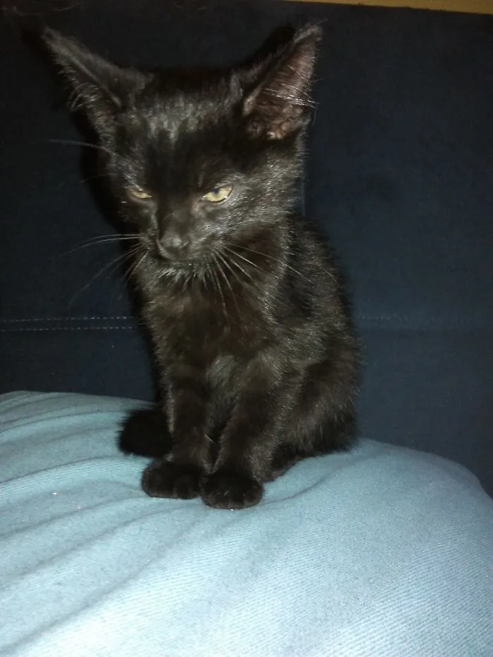 One Day After Rescuing Him From The Forest. He Was Abandoned In A Deep Forest, It Was Autumn And The Next Day Came Really Cold. Despite The Look, He Is Extremely Friendly