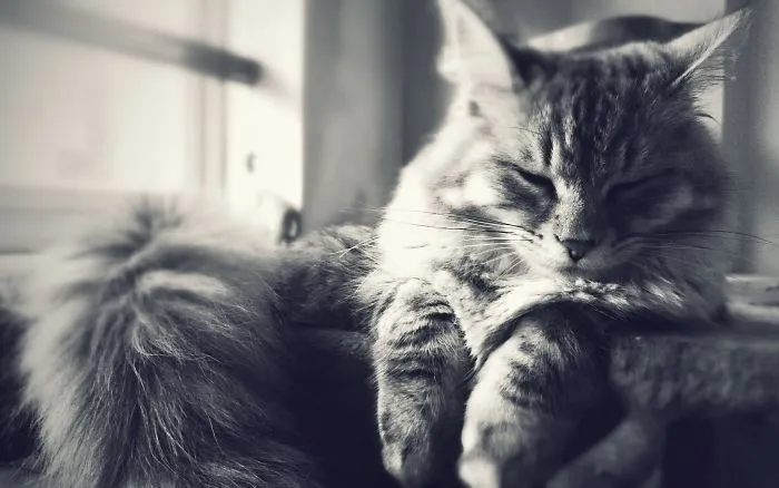 I Could Look At Those Floofy Paws And Cheeky Smile All Day - His Tail Is Like A Loaf Of Bread!