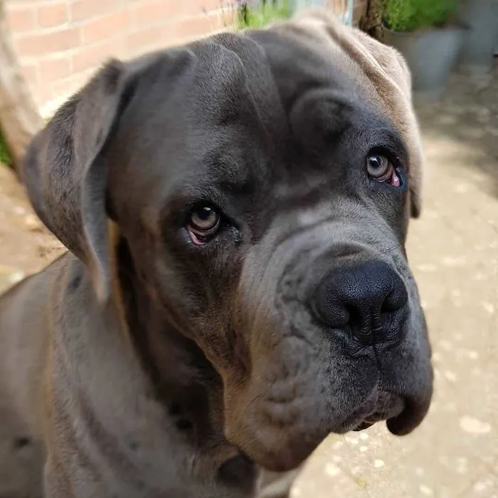 Furio - Adopted 4 Months Ago - The Best Boy In The World :)