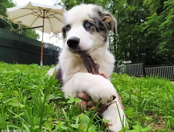 Hi, I'm (Baby) Ramone...  (Joey, Marky, Johnny, Dee Dee, Tommy, Etc... My Family!),  I'm 4 Months Old. It Gabbagabbadog