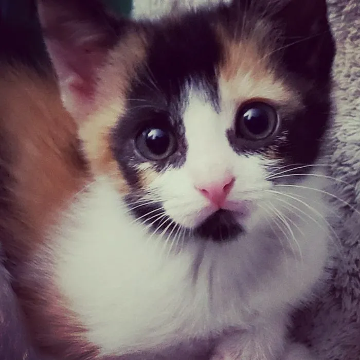 This Is My Little Bumblebee. She Is 8 Weeks Today