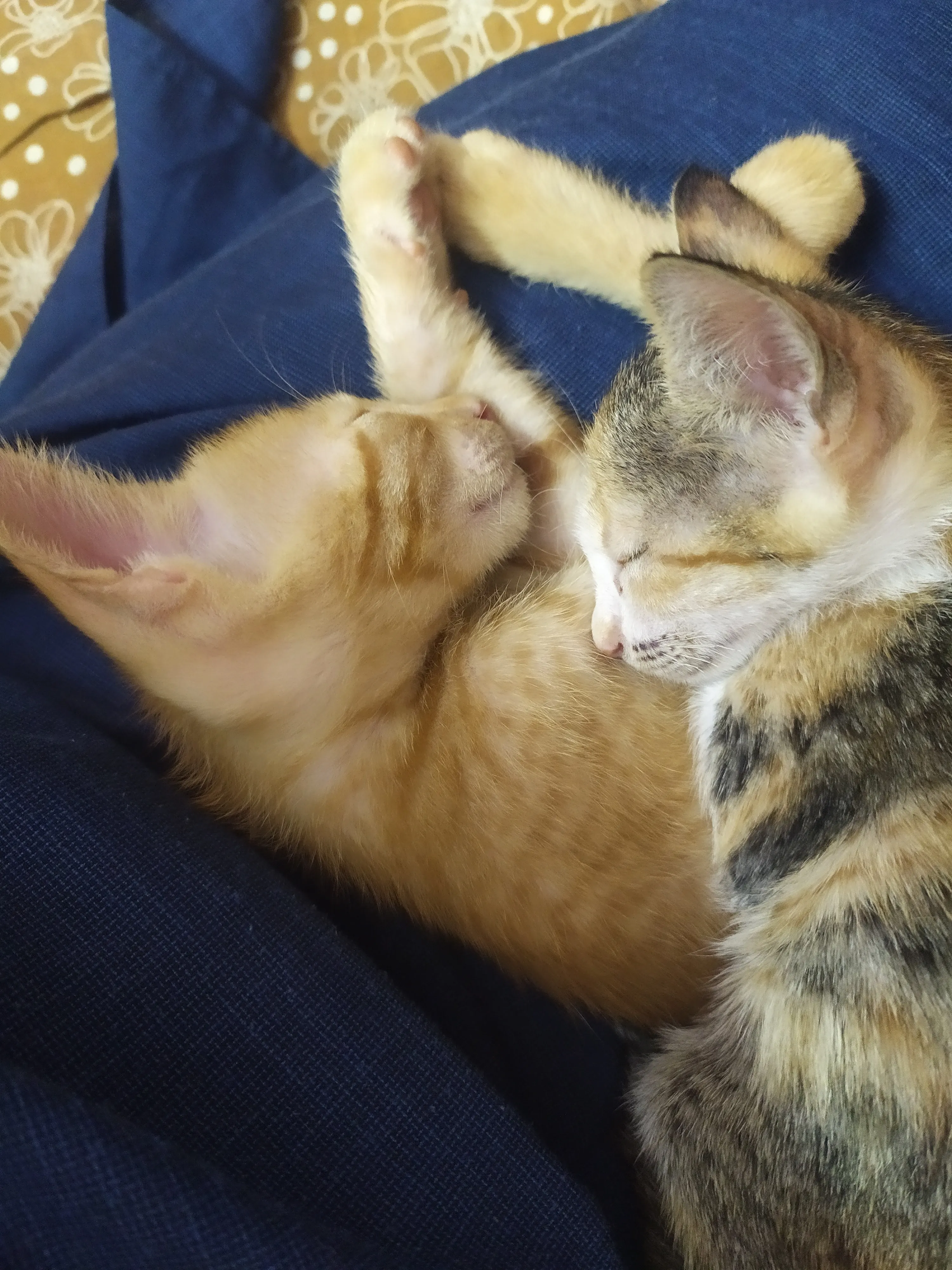 Mesmerizing Kittens