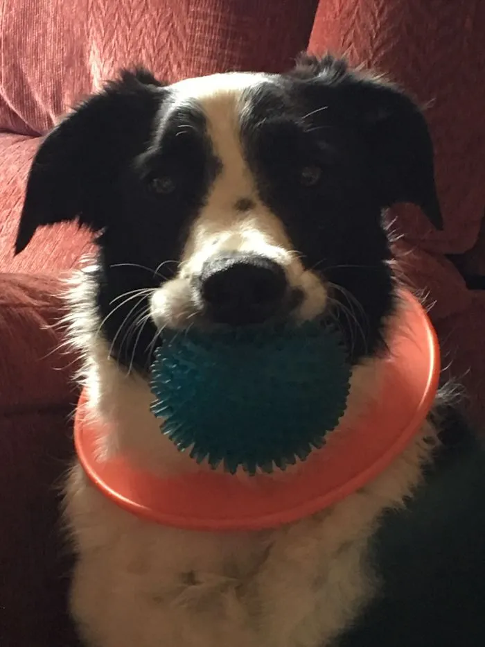 This Is Shilo, My 6 Year Old Rescue Border Collie Puppy Who Is Always Ready To Play And Always Keeps A Toy Near Him To He Can Have A Game With Anyone Who Will Play With Him.  He Puts The Play Ring Around His Neck Himself And Carries A Ball So We Can Have A Choice In What We Play With.  He's The Perfect Mix Of Love And Fun And I Love Him With All My Heart