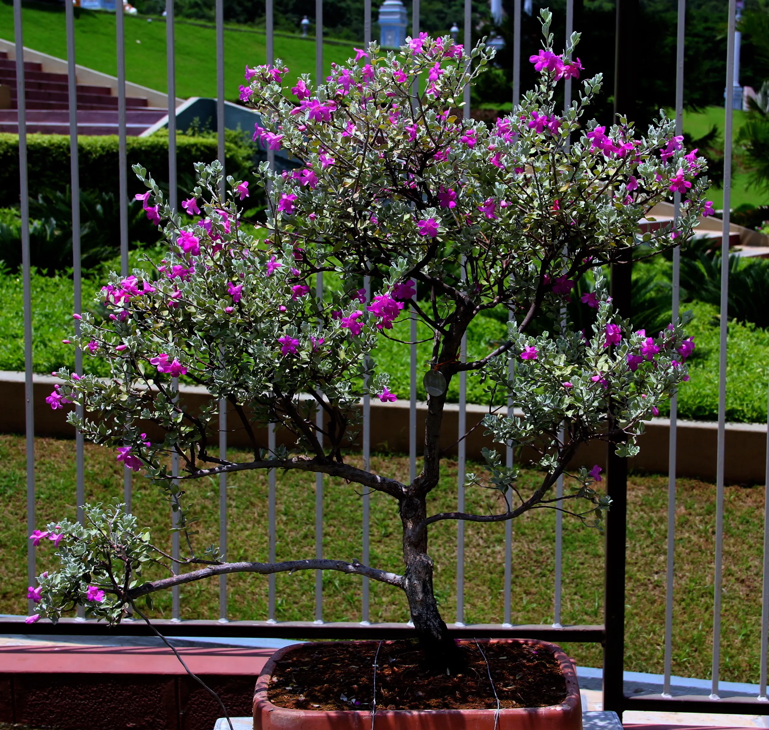 Bonsai Blossomed; A Power Of Minimalism.