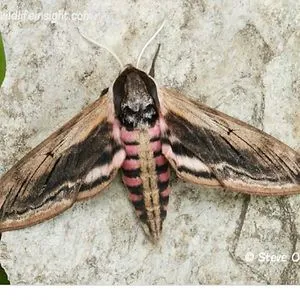 Lunar Moth