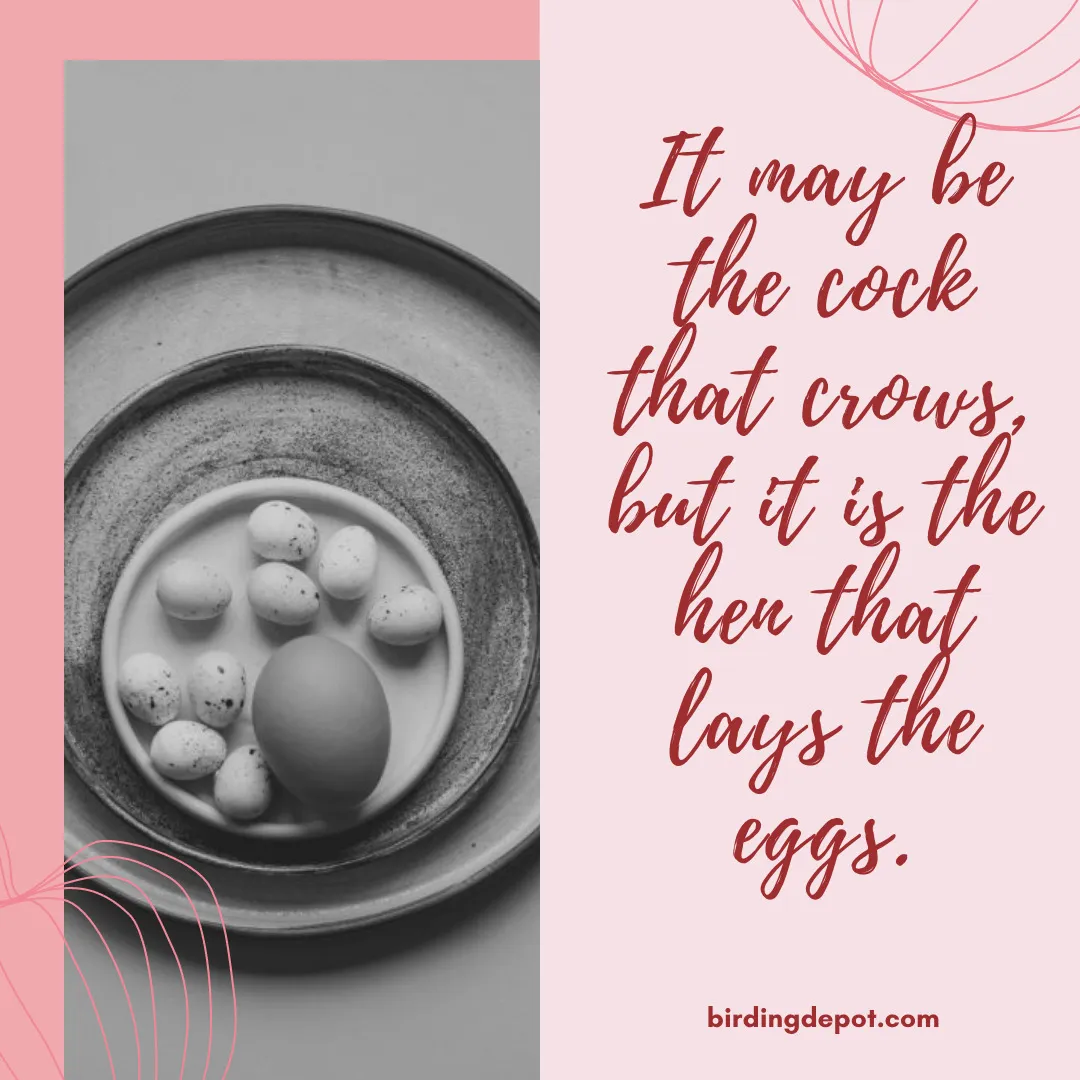 It May Be The Cock That Crows