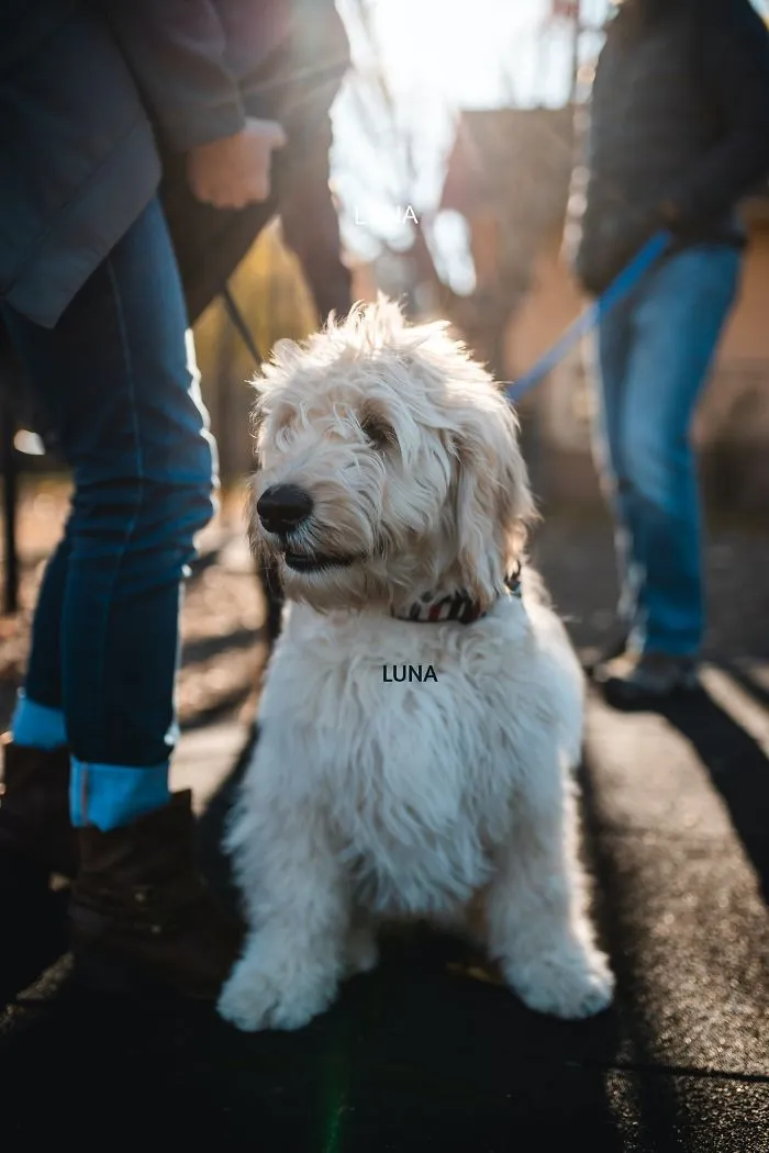 Luna On A Walk