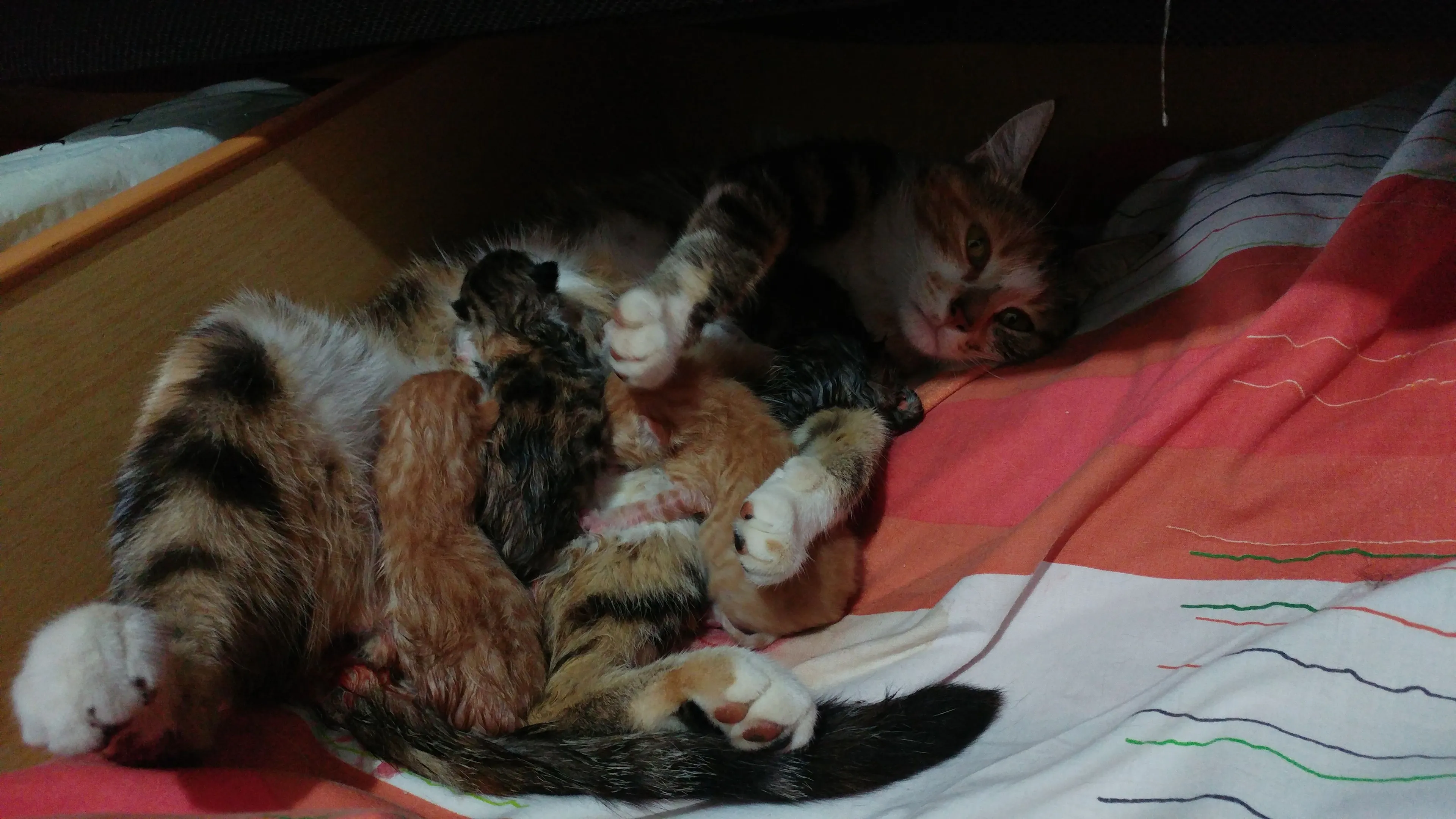 Stray Cat And Her 4 Kittens