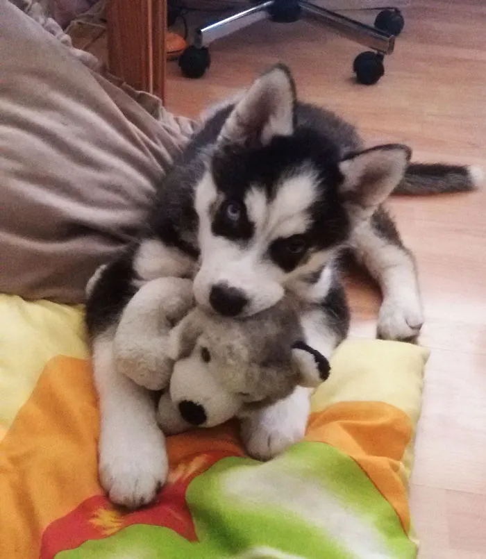 This Is Loki When He Was About 3 Months Old With His Favorite Toy, Now He's Almost 3 Years Old! Sadly, The Toy Was Ripped To Shreds By An Unknown Source