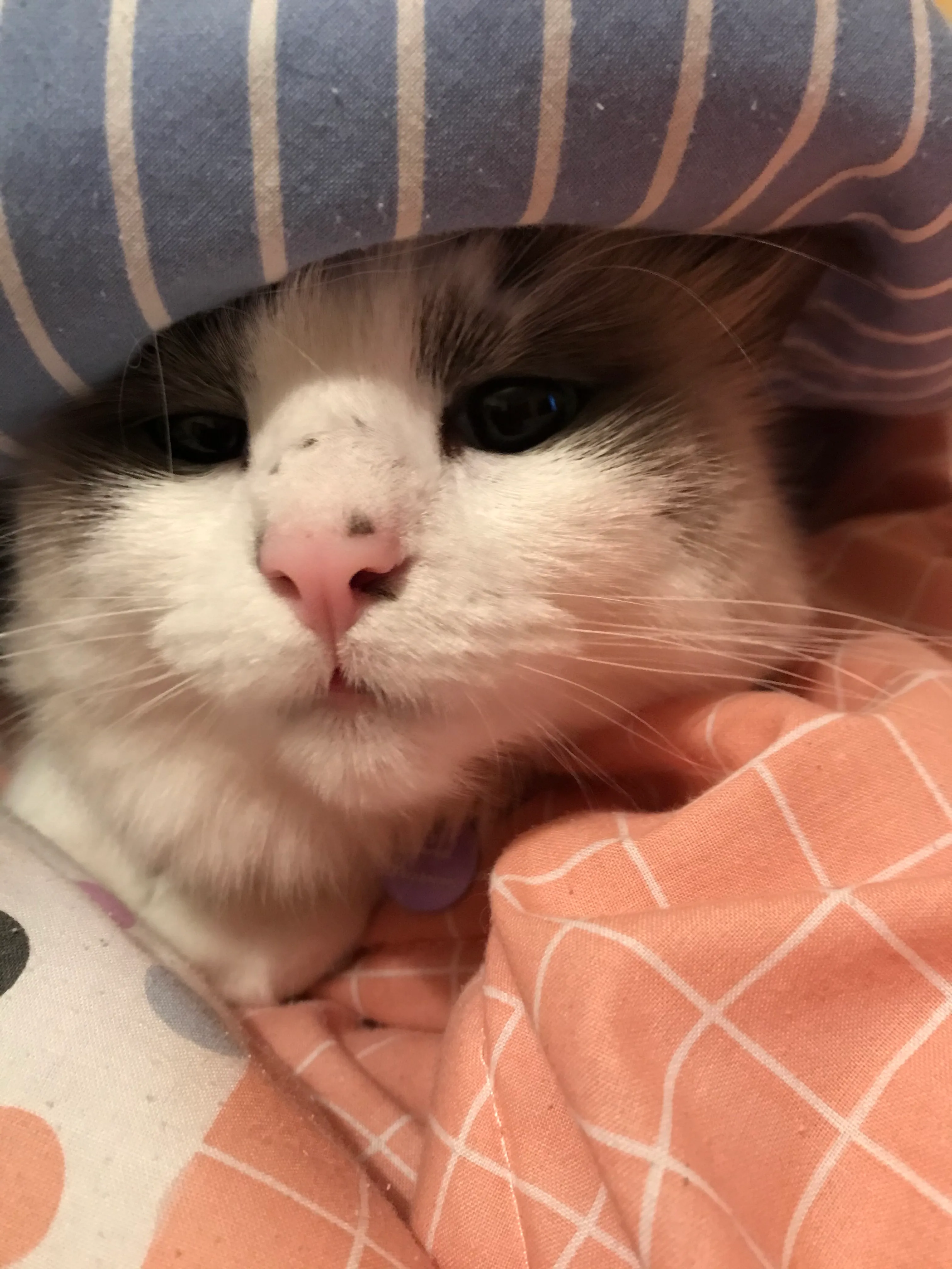 Luna My Cat!