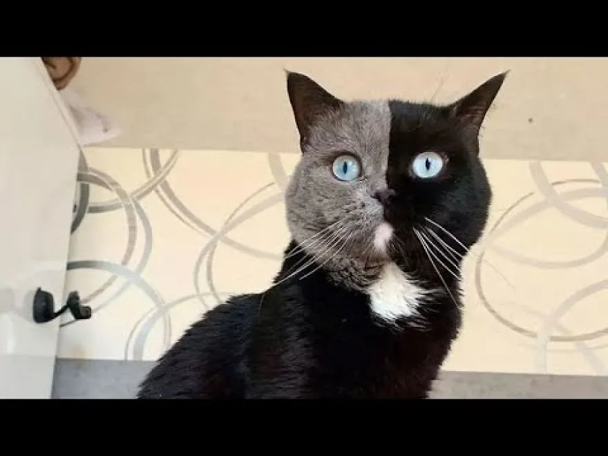 Cat With Split-Colored Face Becomes A Father To Kittens In Each Of His Colors.