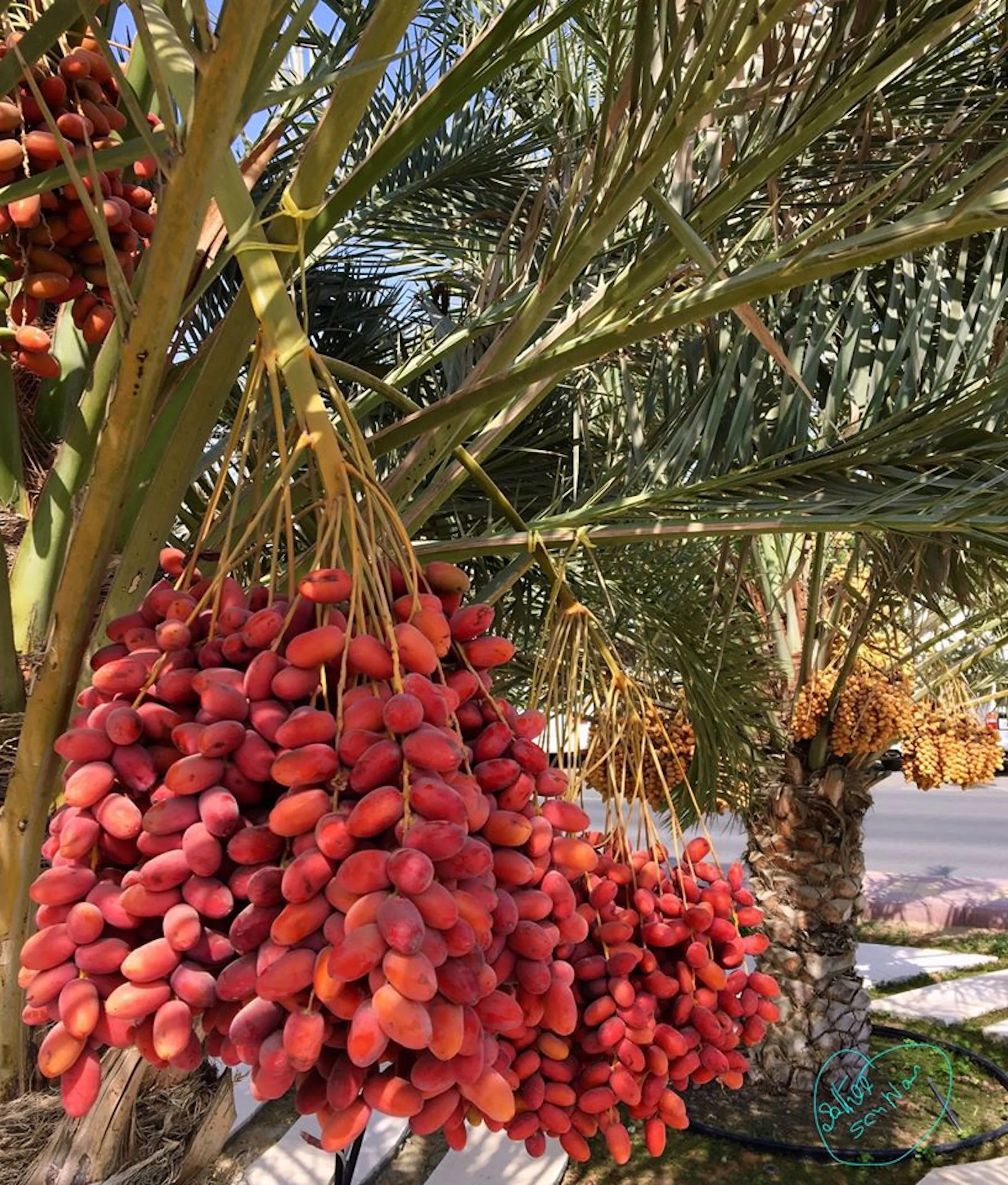 Need Ripe, Need +42 Degree Celsius.