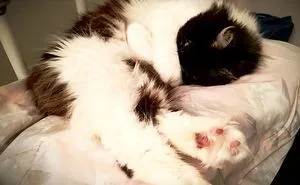 50 Photos By Our Readers Of Their Pets Just Moments After They'd Adopted Them