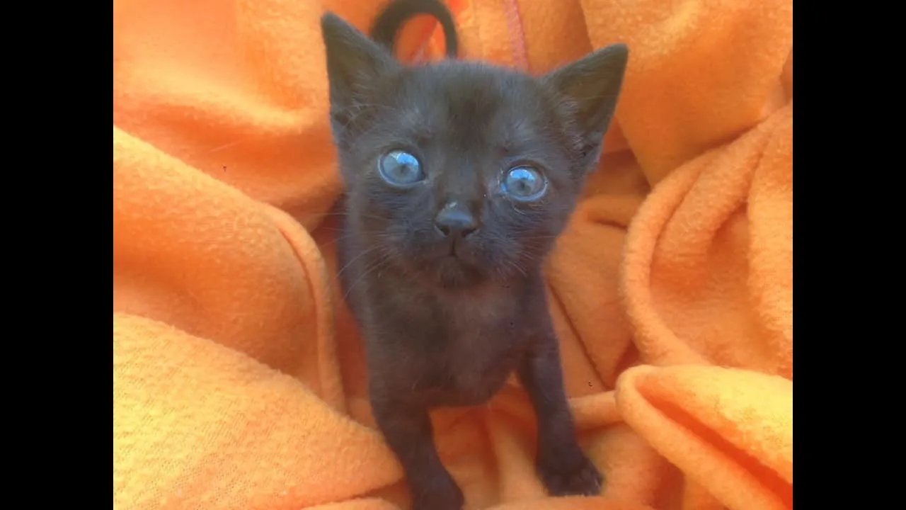 Meet Frodo The Little Kitten , Our New Family Member.