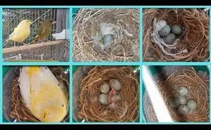 Hybridization Of The Green Bird With The Canary ،and They Started Building The Nest, Laying Eggs, And Starting Hatching