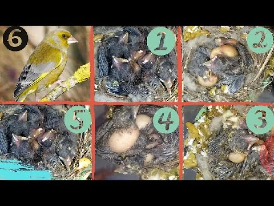 I Found This Nest Thrown, So I Brought It And Took Care Of The Little Birds ,watch How They Became After 20 Days.