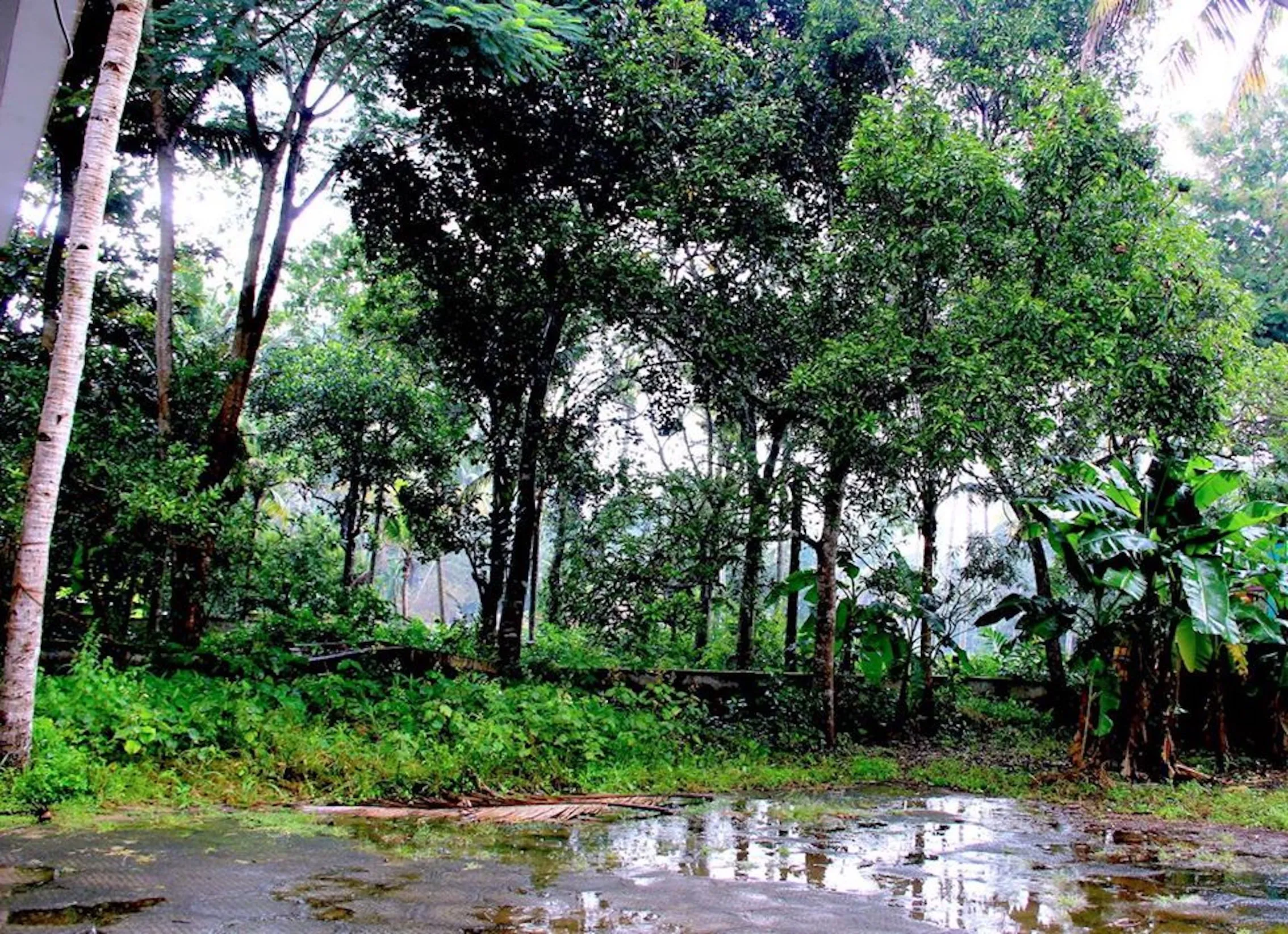 Monsoon Freshness