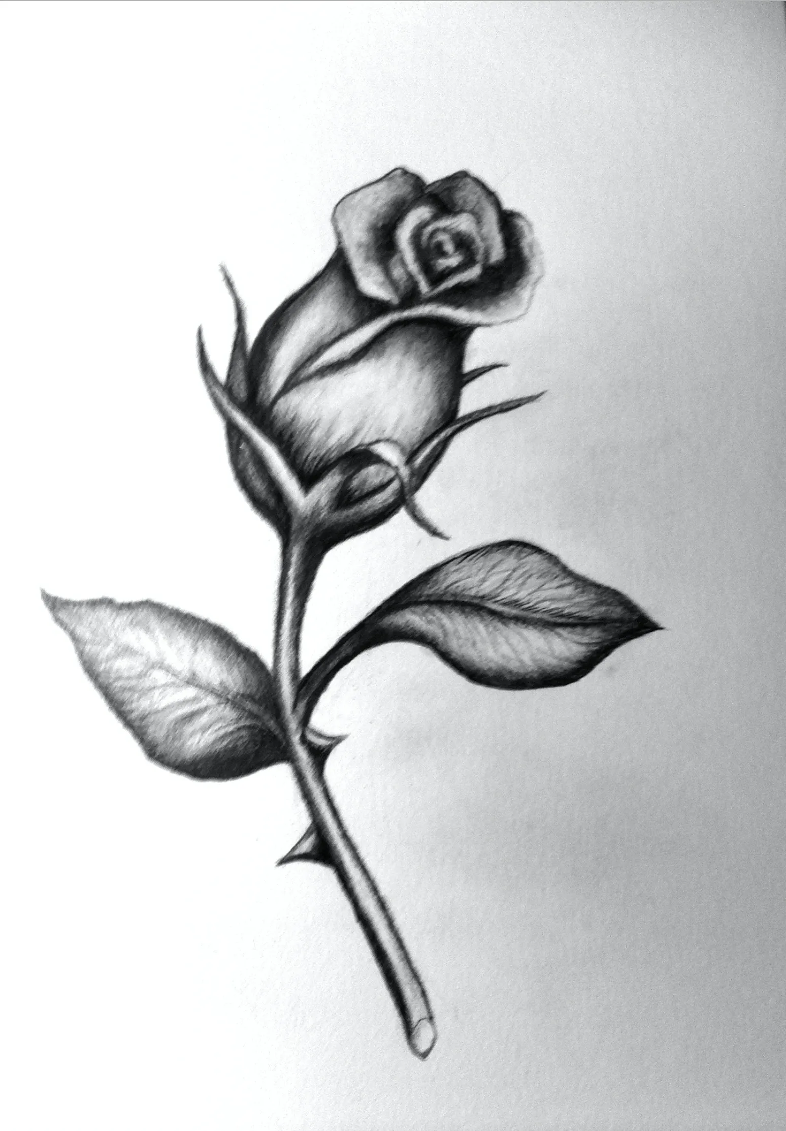 Strange Rose