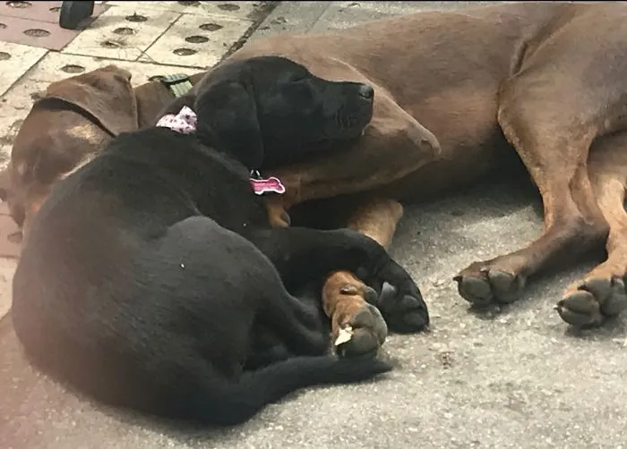 Día de adopción para Dixie, enseguida quiso a su nuevo hermano