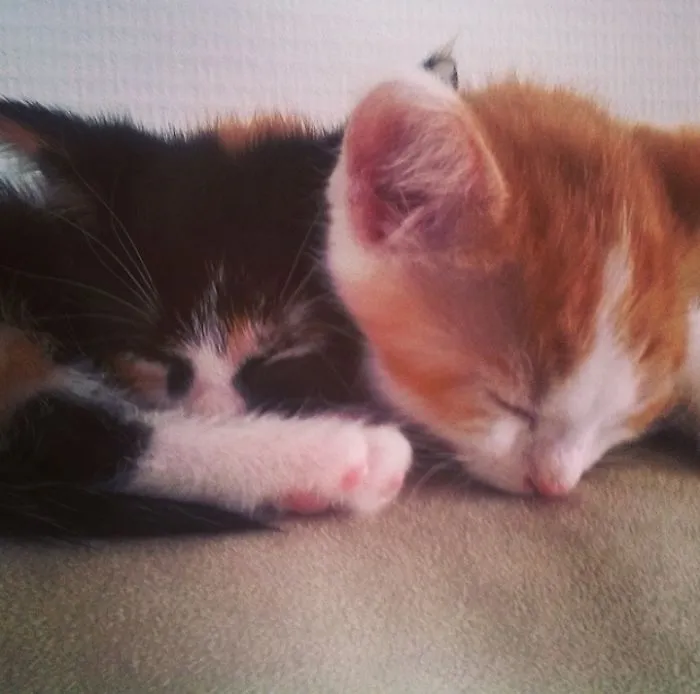 Tiny Sleepy Babies