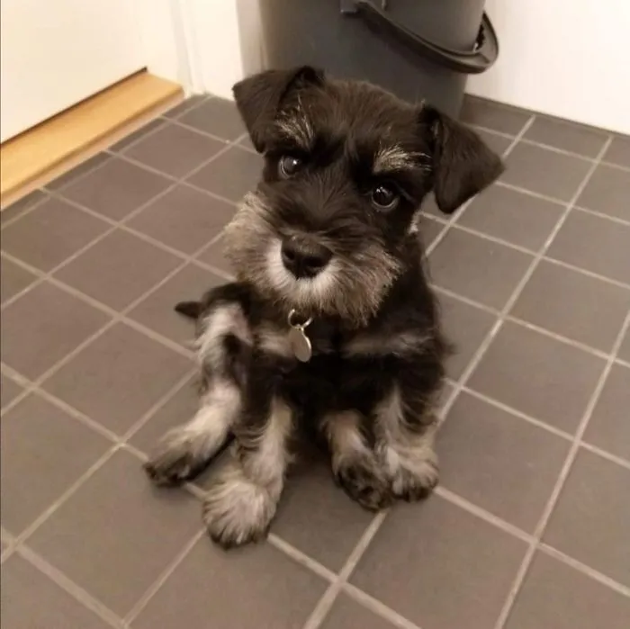 Miniature Schnauzer Mauno At Two Months