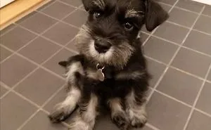 Hey Pandas, Share The Cutest Pic Of Your Doggo When It Was Still A Pupper (Closed)