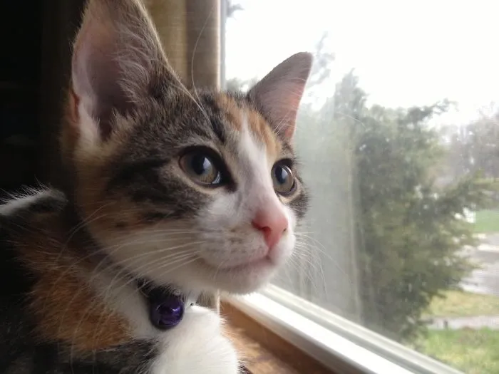 Sammy On Neighborhood Watch Duty!